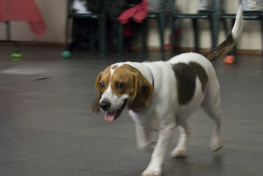 beagles200710.jpg