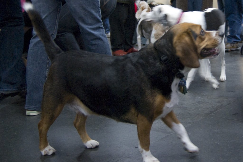 beagles2007104.jpg