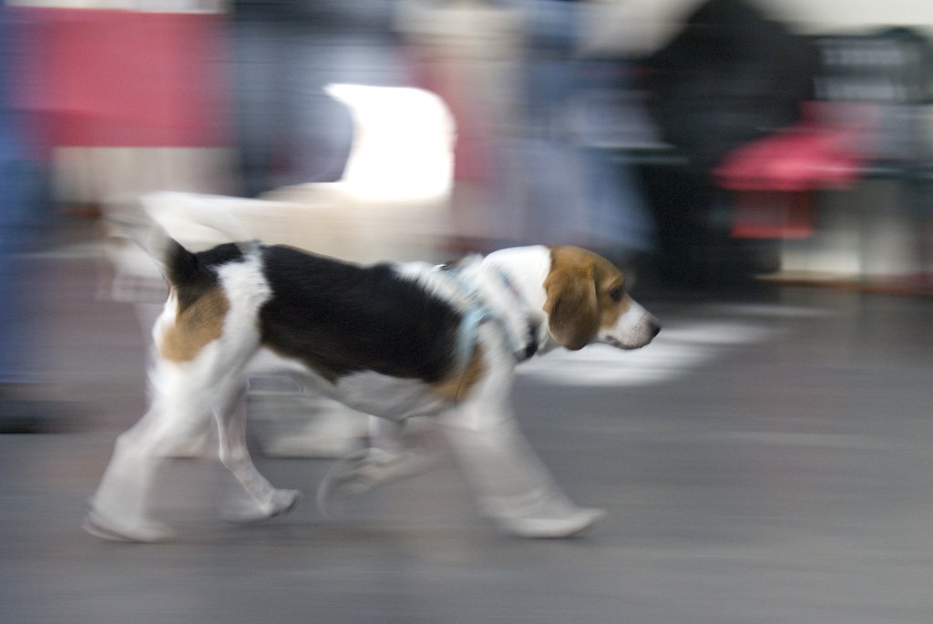 beagles200712.jpg