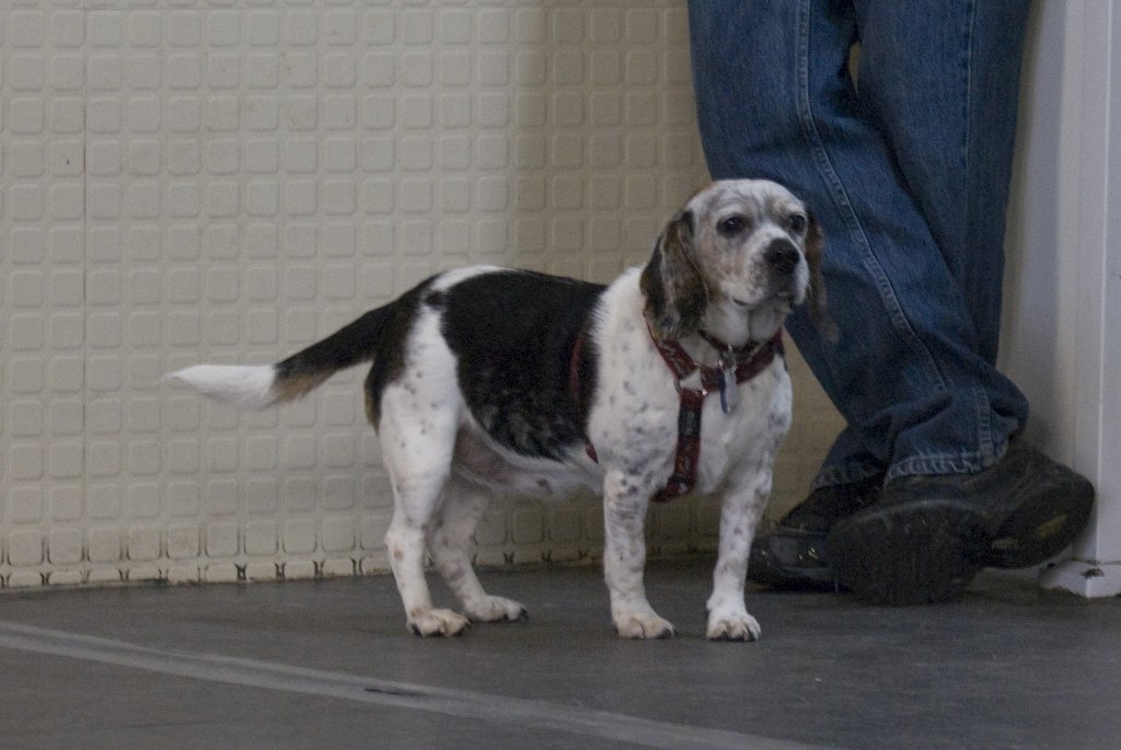 beagles200713.jpg