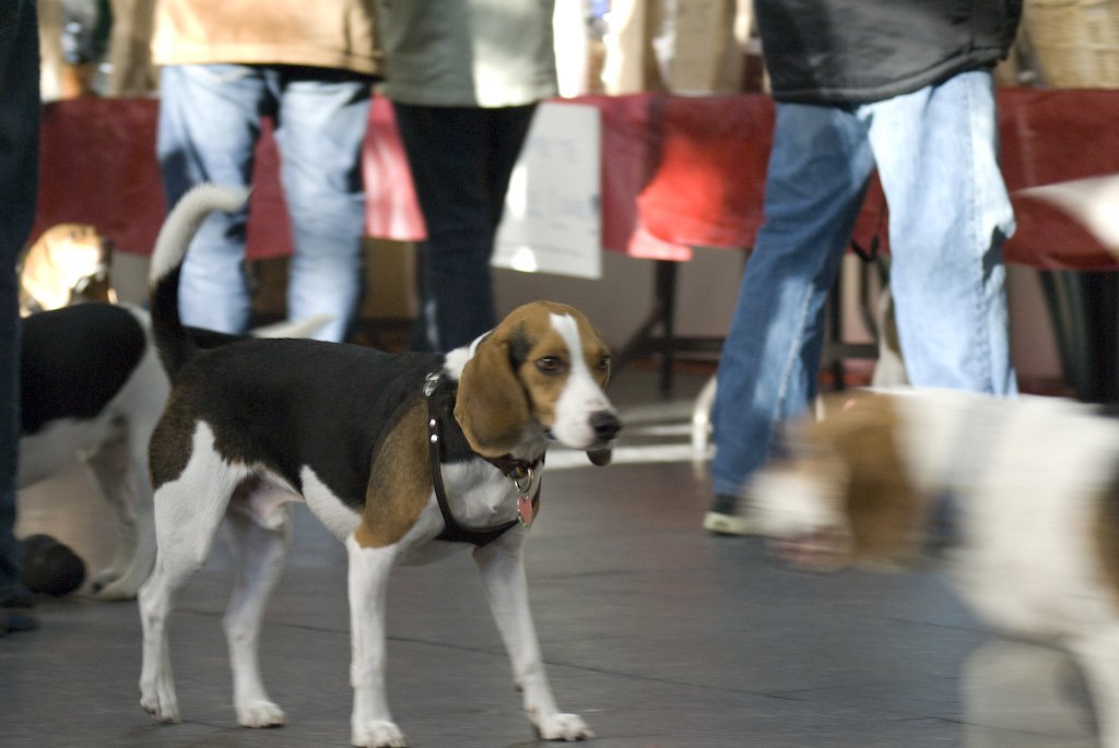 beagles200714.jpg