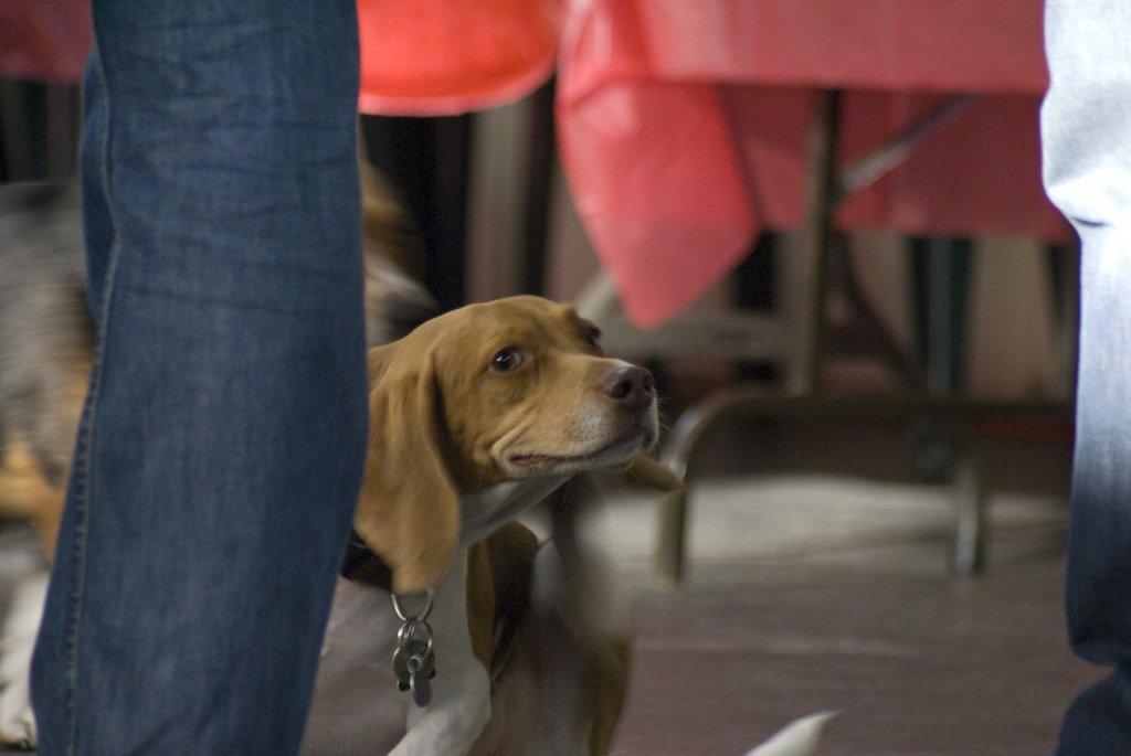 beagles200719.jpg