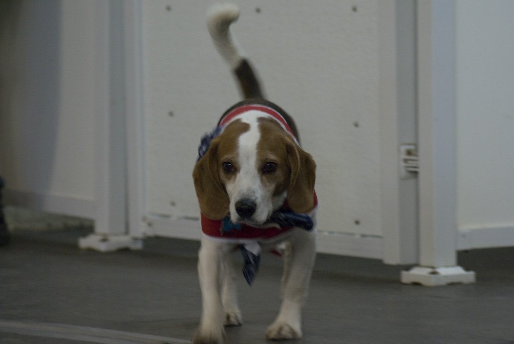 beagles200726.jpg