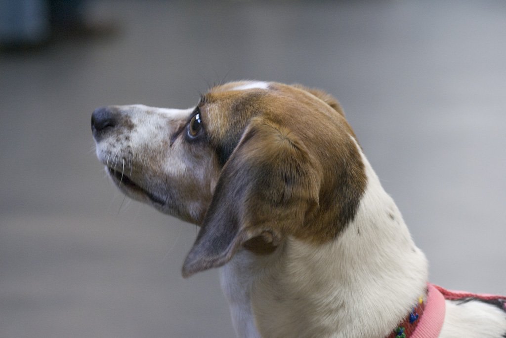 beagles200727.jpg