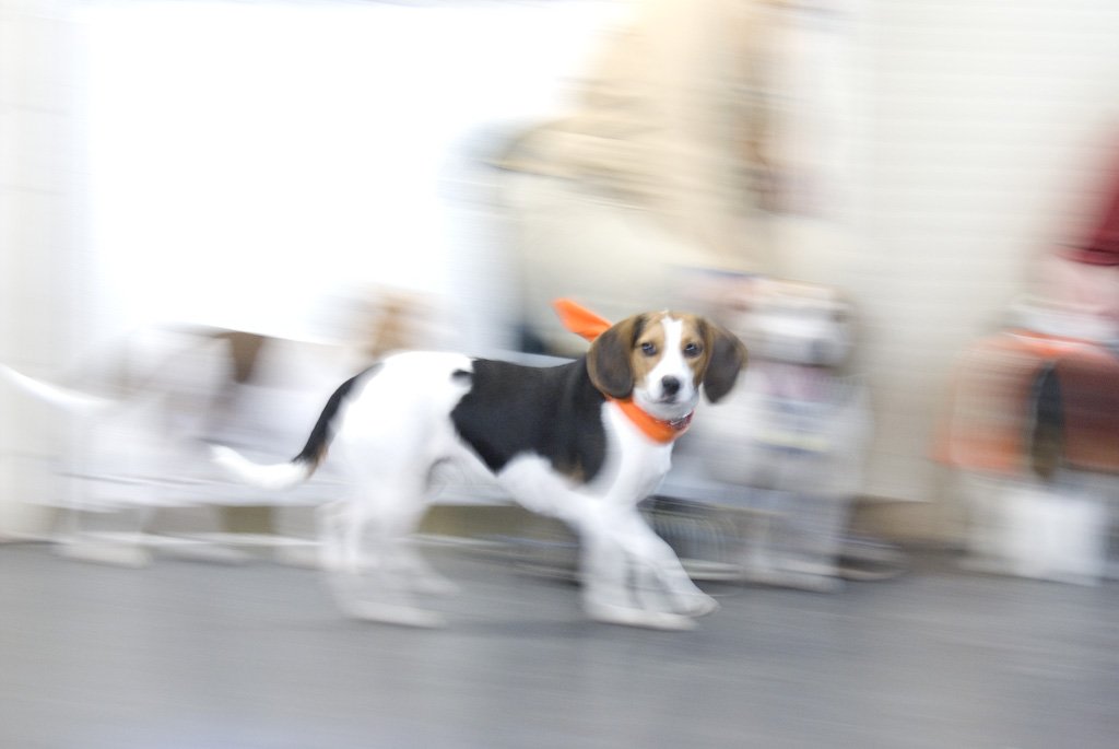 beagles200733.jpg