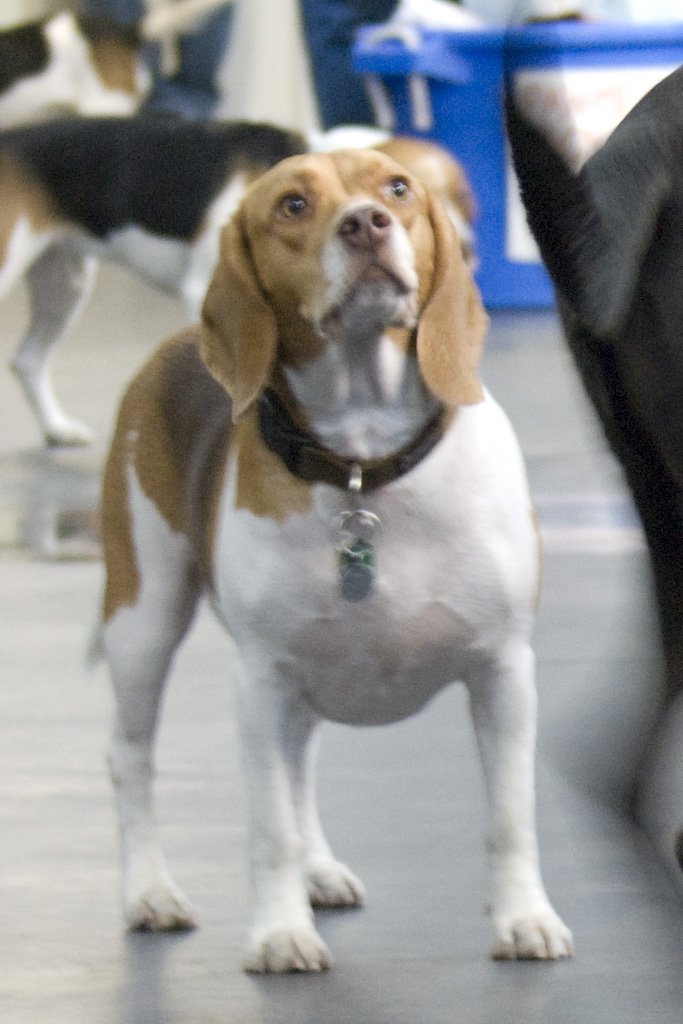 beagles200735.jpg