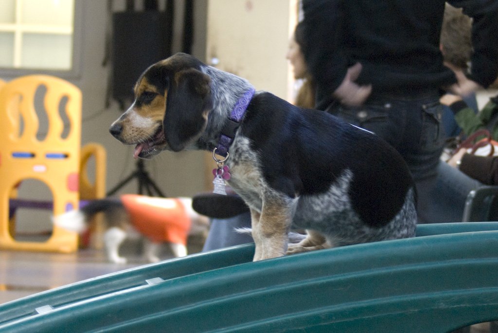 beagles200736.jpg