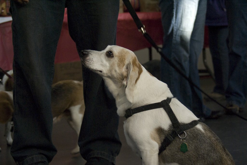 beagles200737.jpg