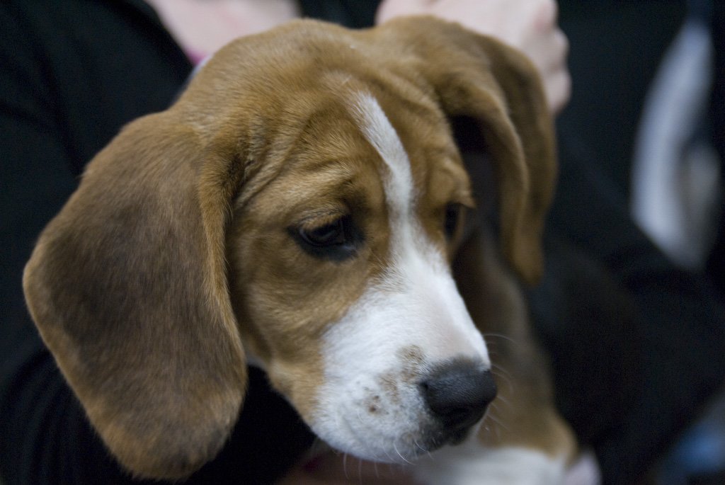 beagles200754.jpg