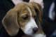 beagles200754_small.jpg