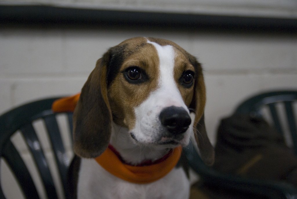 beagles200761.jpg