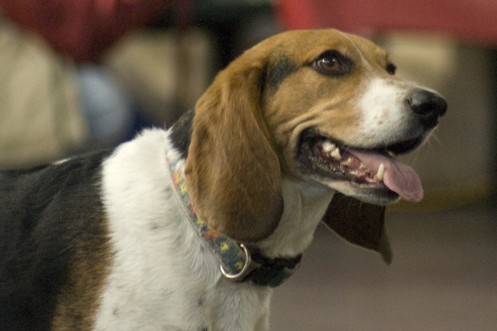 beagles20077.jpg