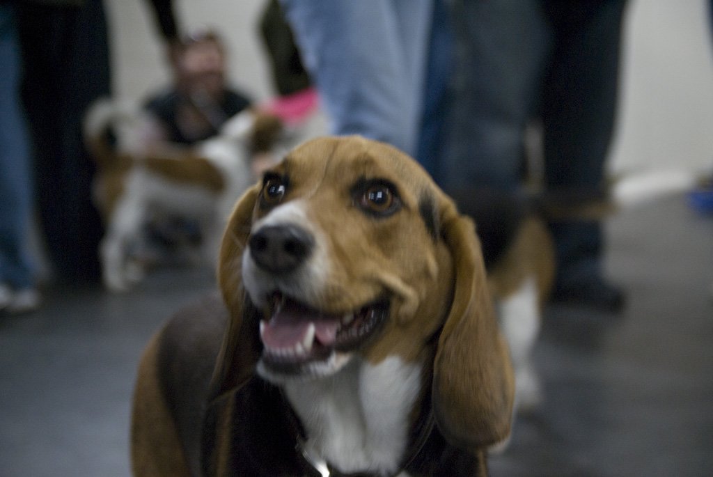 beagles200774.jpg