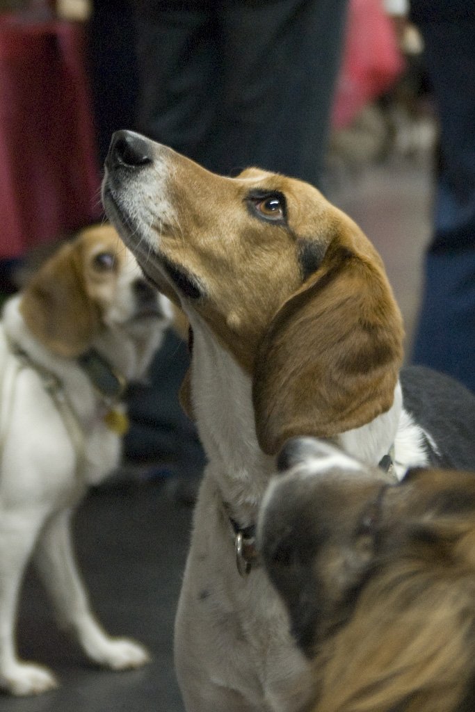 beagles200778.jpg