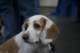 beagles200783_small.jpg
