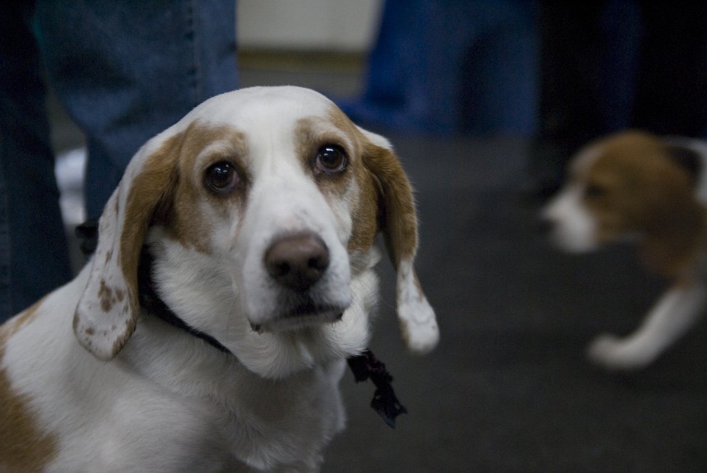 beagles200784.jpg