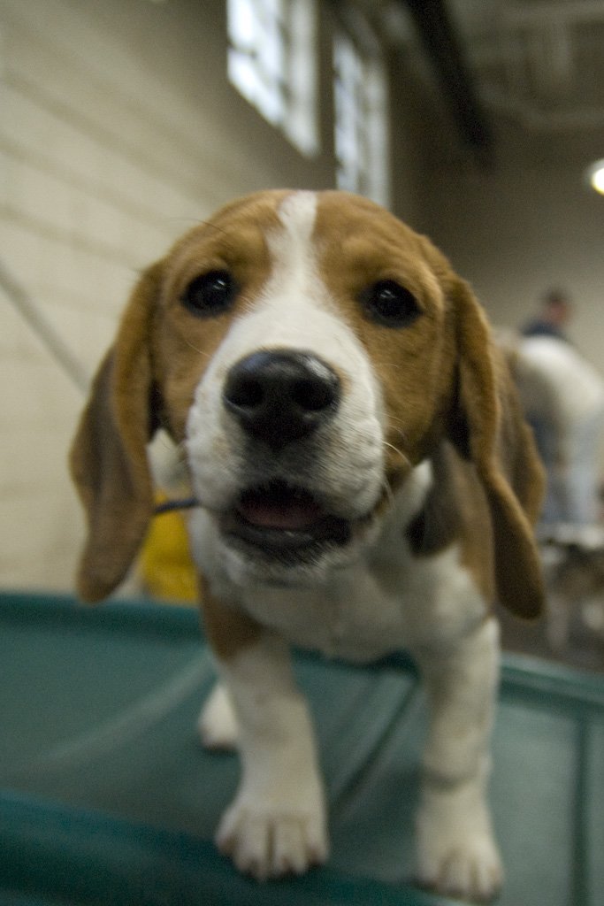 beagles200788.jpg