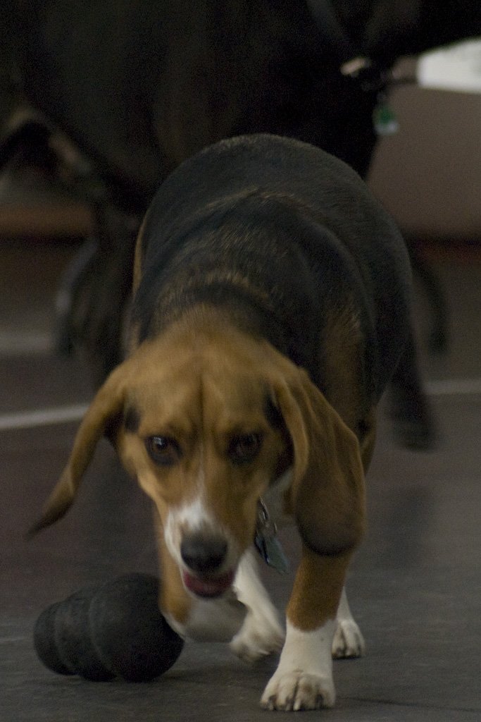 beagles20079.jpg