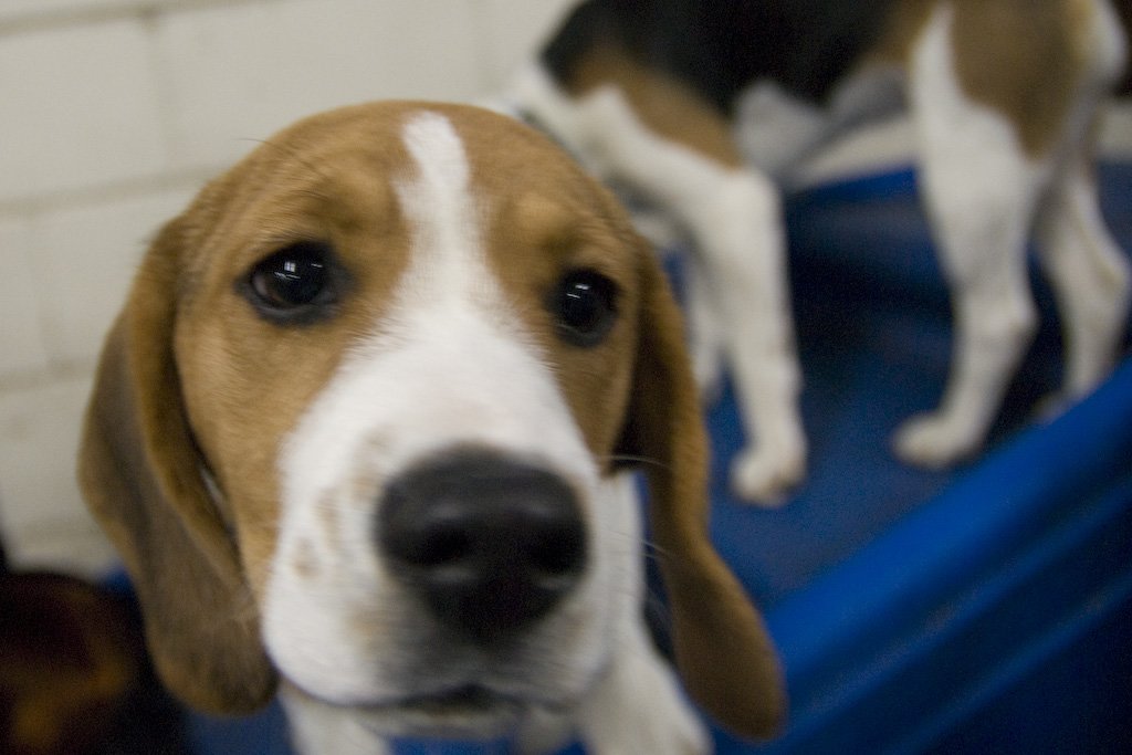 beagles200790.jpg