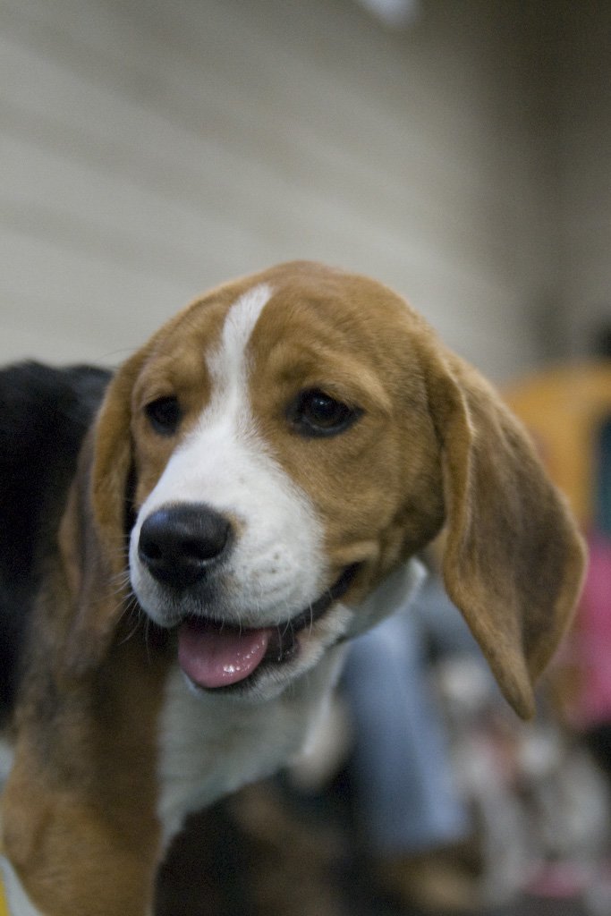 beagles200794.jpg