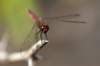dragonfly2_small.jpg