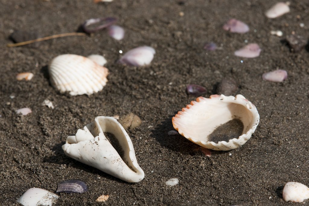 shells2.jpg