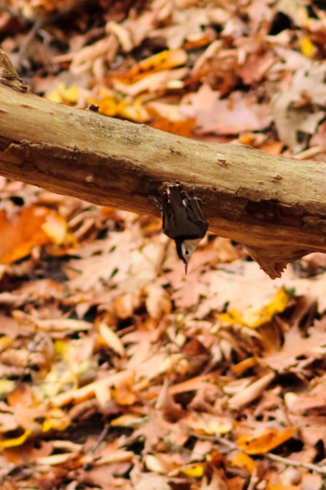 upsidedownwoodpecker.jpg