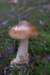 mushroom_small.jpg