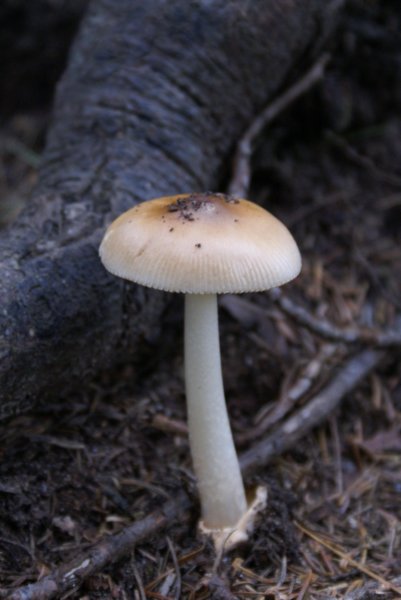 mushroomii.jpg