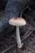 mushroomii_small.jpg