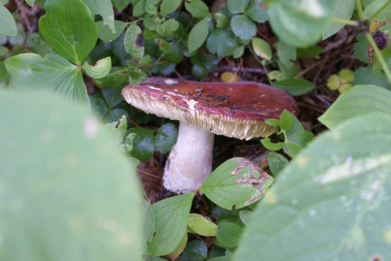 mushroomiv.jpg