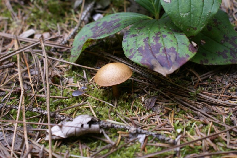 mushroomv.jpg