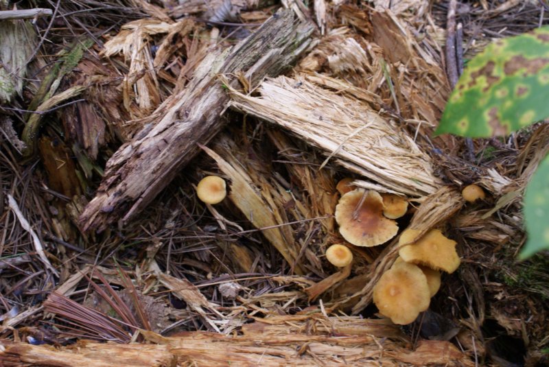 mushroomvi.jpg