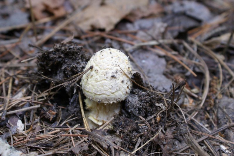 mushroomviii.jpg