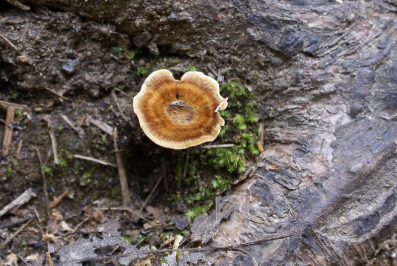 mushroomx.jpg